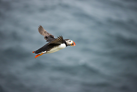 Puffins (Fratercula arctica) in flight, SkoruvÃ­kurbjarg bird cliffs, Langanes peninsula, North Eastern Region, Iceland, Europe