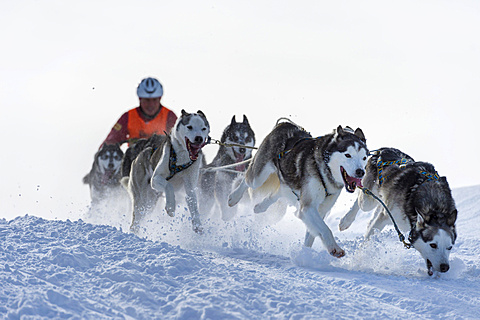 Sled dog racing, sled dog team in winter landscape, Unterjoch, OberallgÃ¤u, Bavaria, Germany, Europe