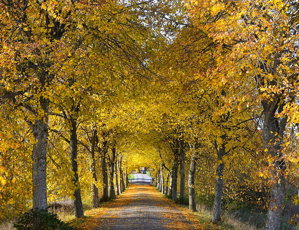 Avenue, autumnal colours, Krageholm, Scania, Sweden, Europe