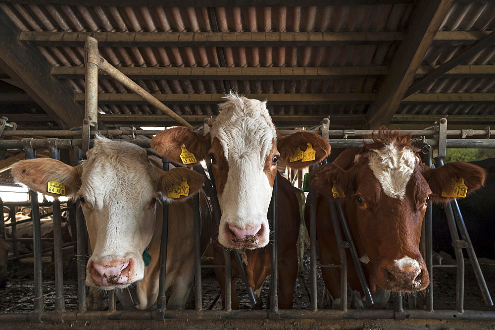 Three dairy cows in an exercise pen looking through the feed fence, Bavaria, Germany, Europe