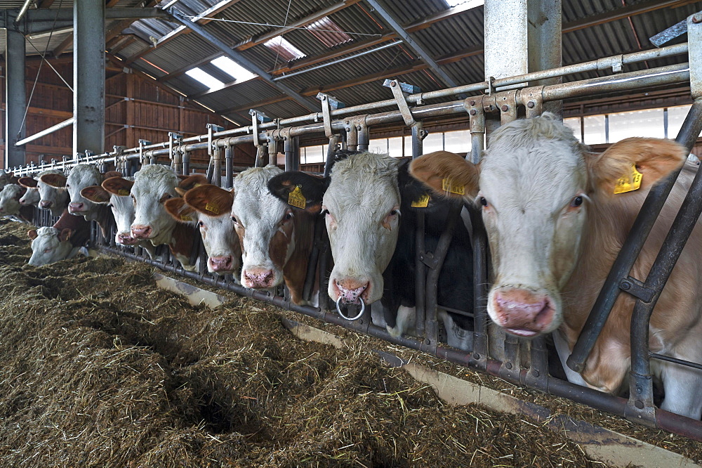 Young cattle at the feed fence in an exercise pen, Bavaria, Germany, Europe