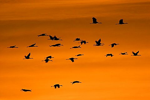 troop of cranes (grus grus) flying into the sunrise, national park Vorpommersche Boddenlandschaft, Mecklenburg Vorpommern, Germany