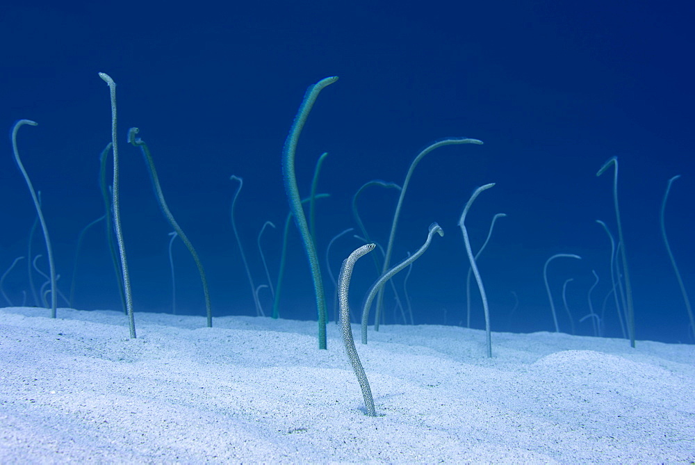 Group of Red Sea garden eels (Gorgasia sillneri), feeding on plankton floating by them leaning out of the sandy bottom, Eel Garden, Red sea, Dahab, Sinai Peninsula, Egypt, Africa