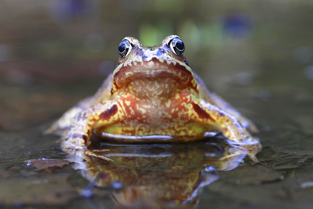 European common frog (Rana temporaria) sitting in shallow water, Malscheid Nature Reserve, Siegerland, North Rhine-Westphalia, Germany, Europe