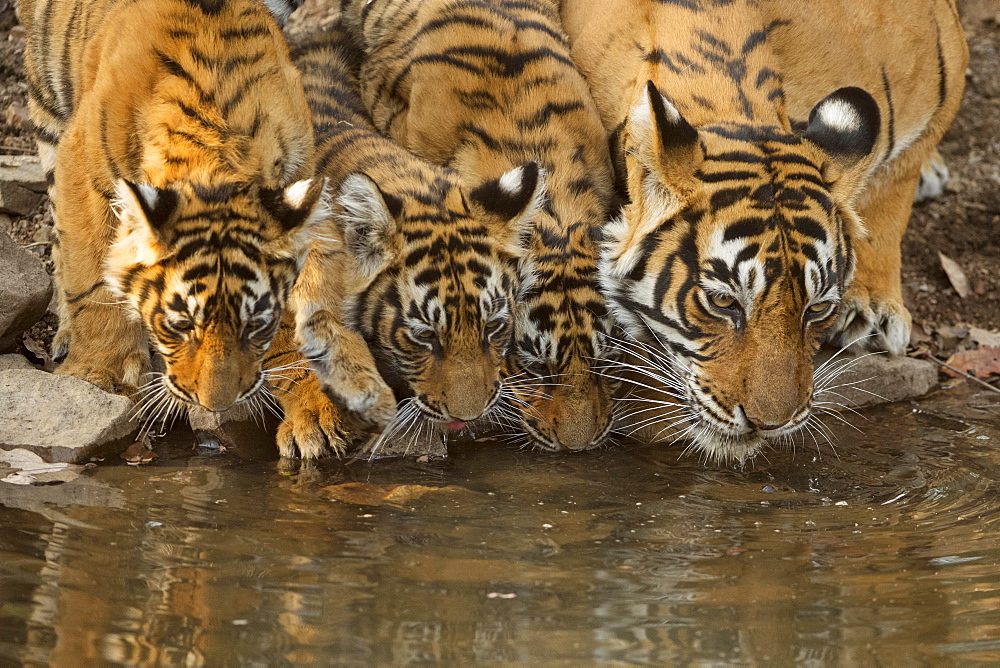 Bengal tigers (Panthera tigris tigris), tigress with her young cubs drinking water from a small pond, Ranthambhore National Park, Rajasthan, India, Asia