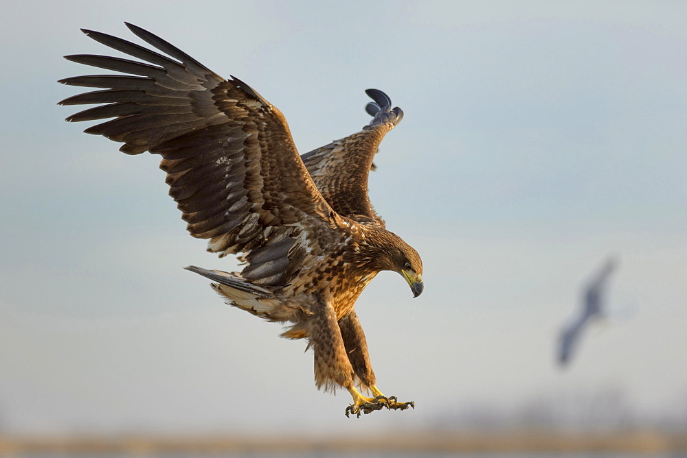 White-tailed eagle (Haliaeetus albicilla), young eagle in flight, Kiskunsag National Park, Hungary, Europe