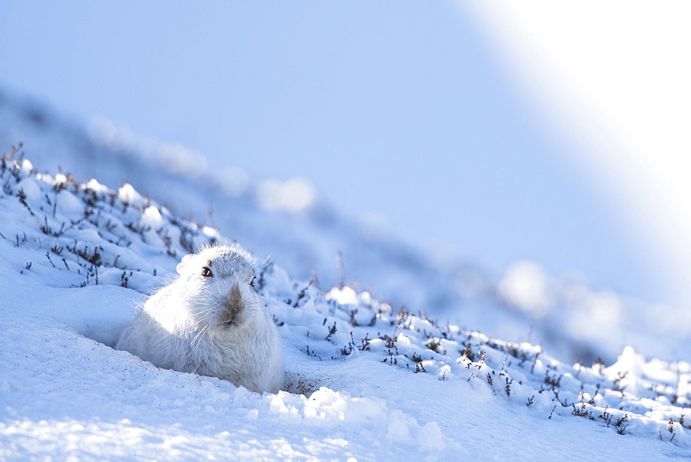 Mountain hare (Lepus timidus) sitting in snow, winter coat, Cairngroms National Park, Scottish Highlands, Scotland, United Kingdom, Europe