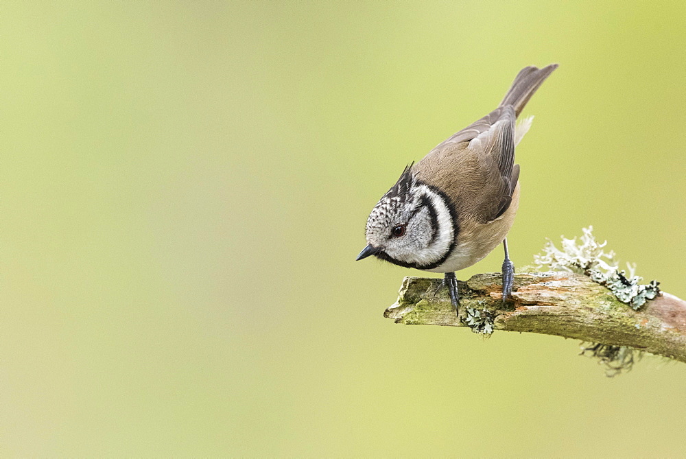 European crested tit (Lophophanes cristatus) sitting on tree branch, Cairngorms National Park, Scottish Highlands, Scotland, United Kingdom, Europe