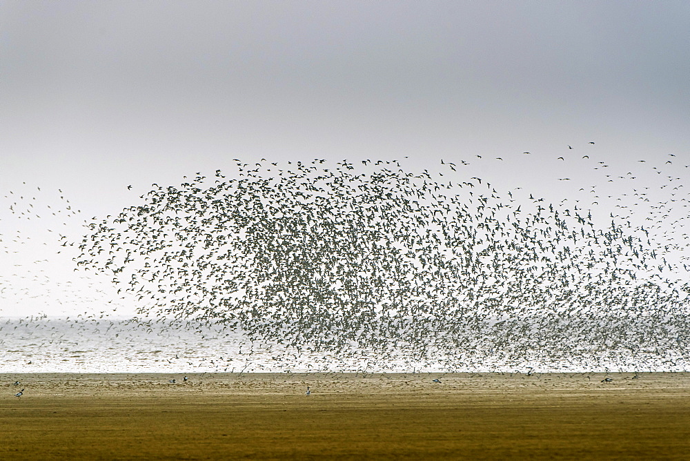 Large flock of waders, red knots (Calidris canutus) and oystercatchers (Haematopus ostralegus) above the alluvial area Wash, Snettisham, Norfolk, England