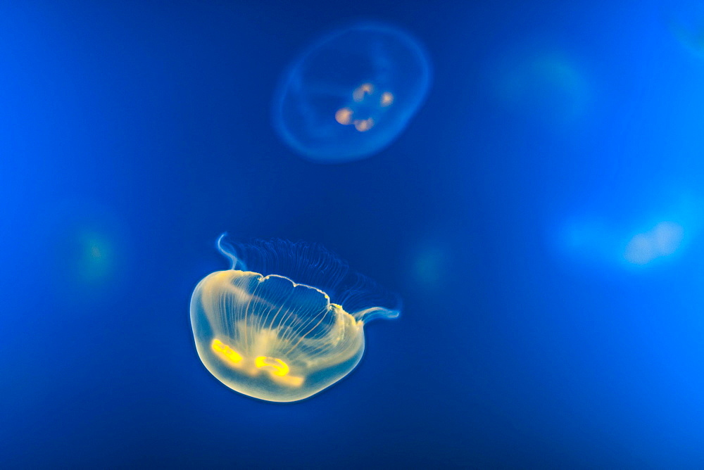 Jellyfish (Aurelia aurita), Spain, Europe