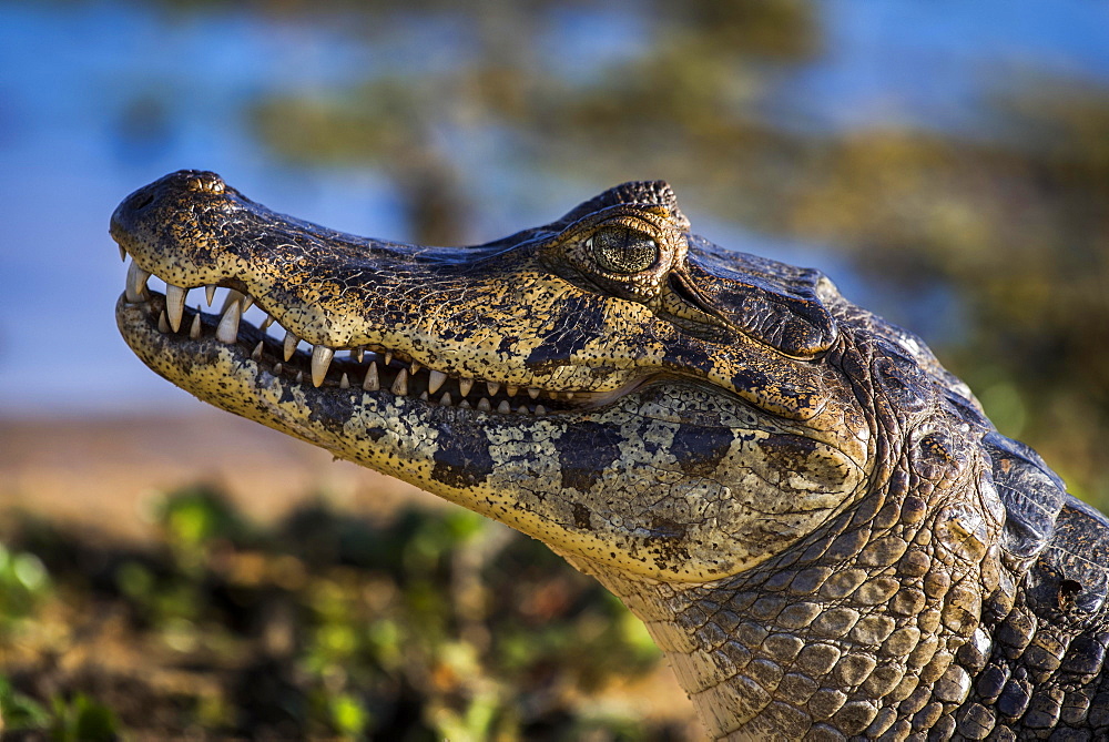 Yacare Caiman (Caiman yacare, Caiman crocodilus yacara), Pantanal, Mato Grosso do Sul, Brazil, South America