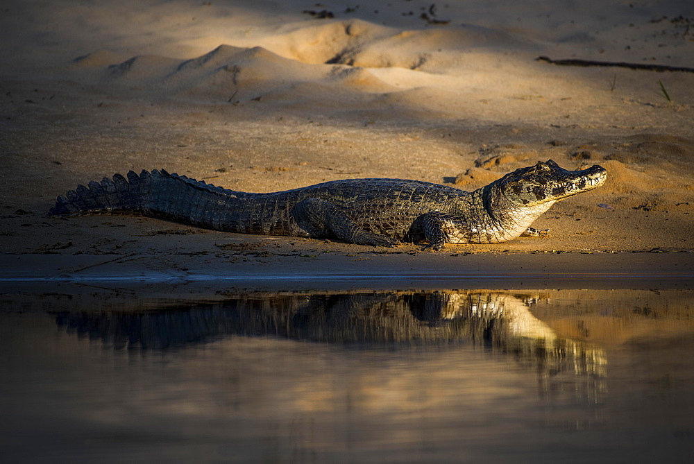 Yacare caiman (Caiman crocodilus yacara) by the water, Pantanal, Mato Grosso do Sul, Brazil, South America