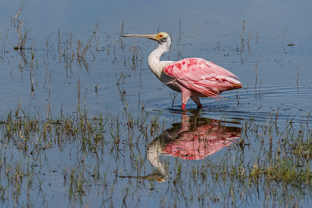 Roseate spoonbill (Platalea ajaja) in shallow water, Pantanal, Mato Grosso do Sul, Brazil, South America