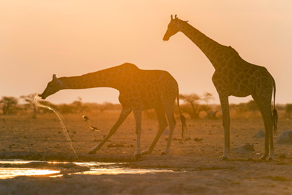 Giraffes (Giraffa camelopardalis), drinking at sunset at a waterhole, Nxai Pan National Park, Ngamiland District, Botswana, Africa