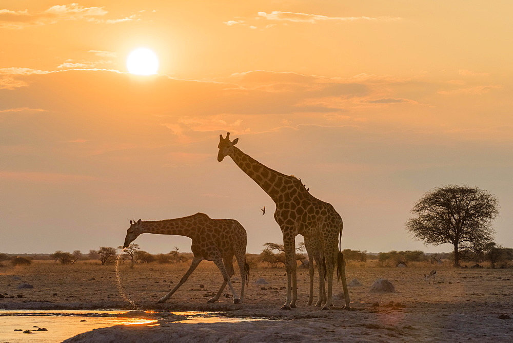 Giraffes (Giraffa camelopardalis), drinking at sunset at a waterhole, Nxai Pan National Park, Ngamiland District, Botswana, Africa