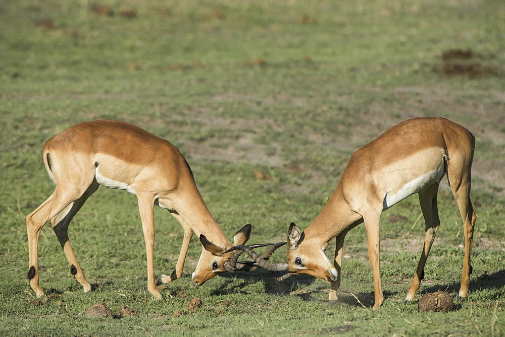 Impalas (Aepyceros melampus), two bucks fighting, Chobe River Front, Chobe National Park, Chobe District, Botswana, Africa