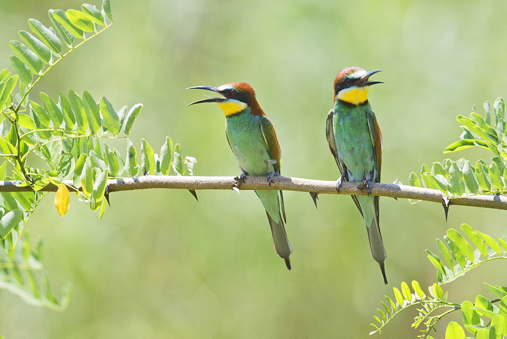 European bee-eaters (Merops apiaster) sitting on branch of an acacia, Baden-Wurttemberg, Germany, Europe