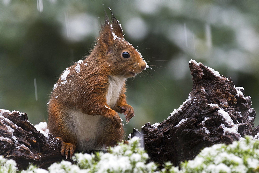 Eurasian red squirrel (Sciurus vulgaris) in case of snowfall, Lower Saxony, Germany, Europe