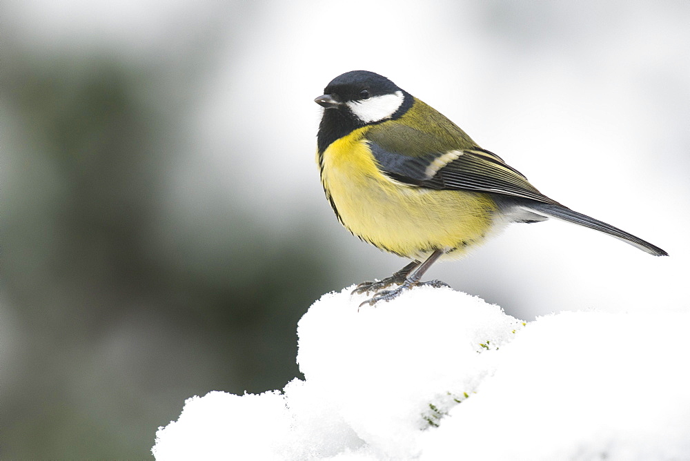 Great tit (Parus major) in the snow, Emsland, Lower Saxony, Germany, Europe