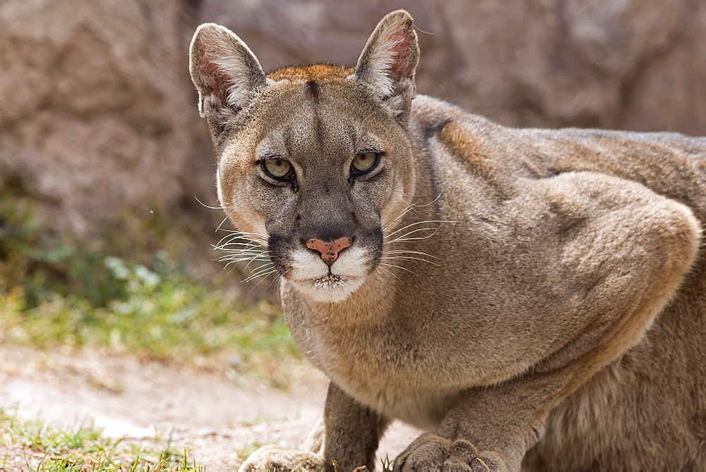 Cougar (Puma concolor) portrait, captive, Andes, Peru, South America