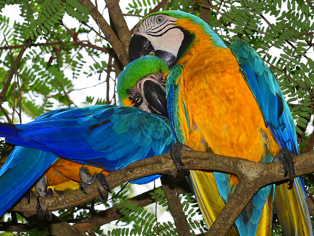 Blue and yellow macaws (Ara ararauna) sitting in a tree, pair grooming, Matto Grosso do Sul, Brazil, South America