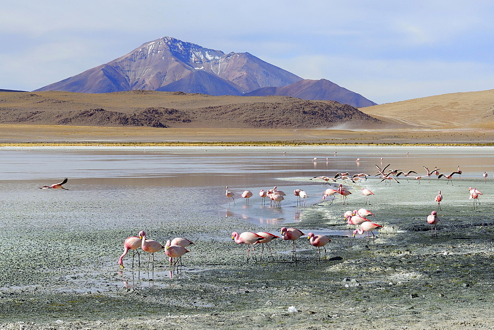 James's flamingos (Phoenicoparrus jamesi), Laguna Hedionda, lagoon route, Nor Lipez Province, Potosi Department, Bolivia, South America