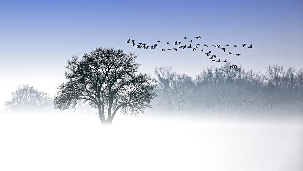 River Elbe Floodplains in winter, solitary tree, flock of birds, geese in early mist, Central Elbe Biosphere Reserve, Saxony-Anhalt