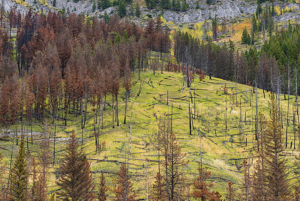 Prescribed forest fire site of 1993, Sawback Range, Bow Valley Parkway, Canadian Rockies, Banff National Park, Alberta, Canada, North America