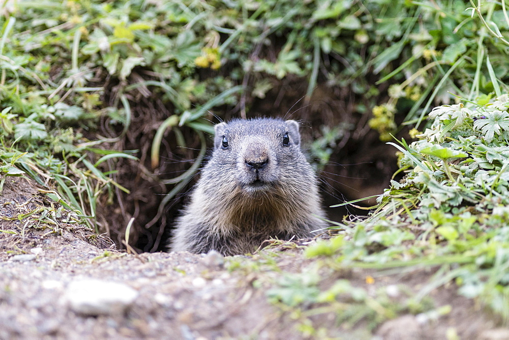 Marmot (Marmota), juvenile peeking out of burrow, Dachstein, Styria, Austria, Europe