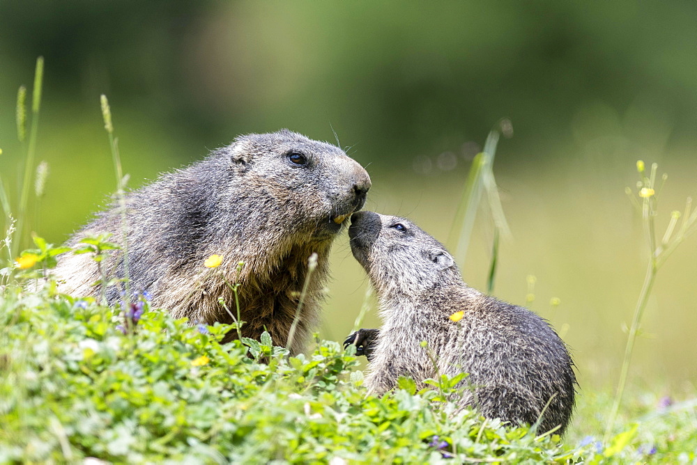 Marmot (Marmota) with juvenile in meadow, Dachstein, Styria, Austria, Europe