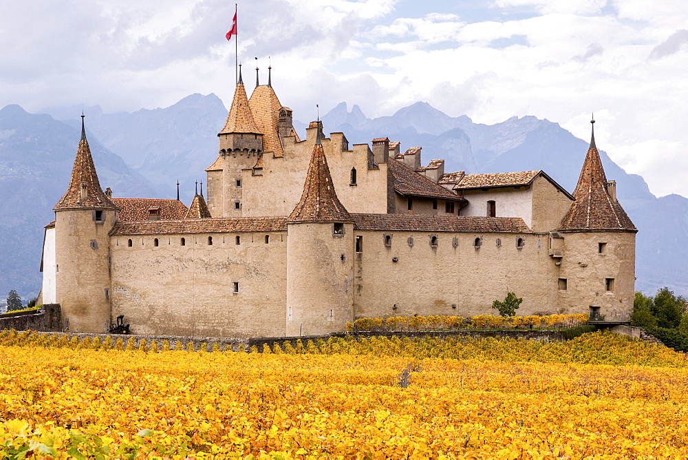 Aigle Castle surrounded by vineyards, Aigle, Vaud, Switzerland, Europe