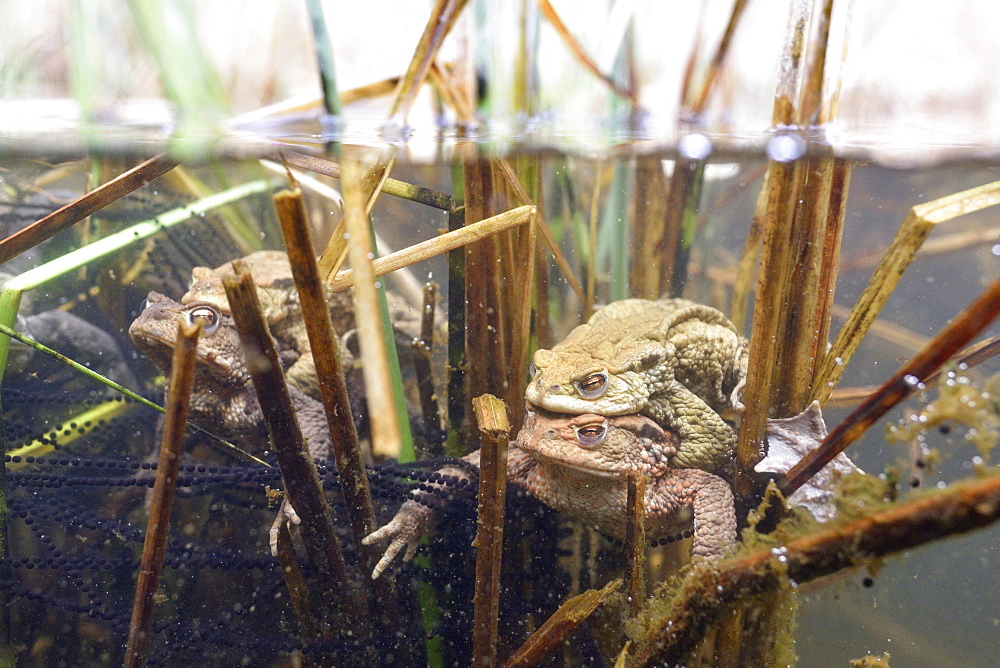 Common toad (Bufo bufo-Komplex), Pair spawning, spawn and aquatic plants in a pond, pairing, split image, Saxony-Anhalt, Germany, Europe