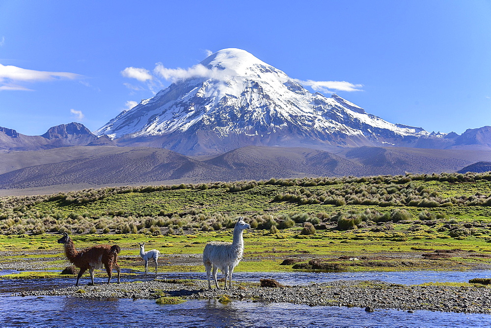 Llamas (lama glama) at river in front of volcano Sajama, covered with snow, Sajama National Park, Altiplano, Bolivia, South America