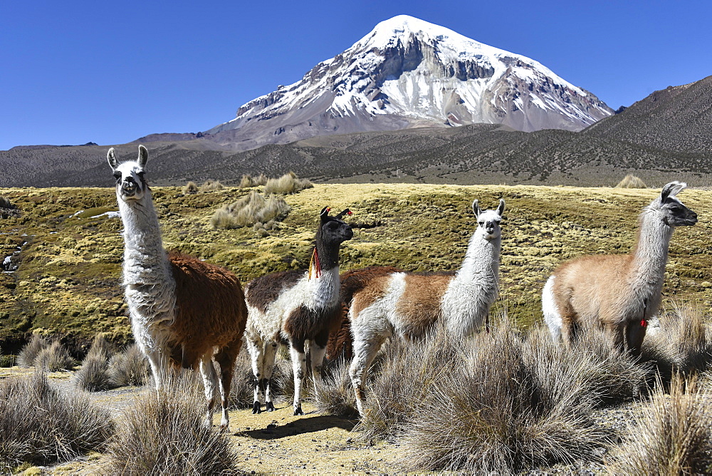 Llamas (lama glama) off Sajama Volcano, snow covered, Sajama National Park, Altiplano, Bolivia, South America