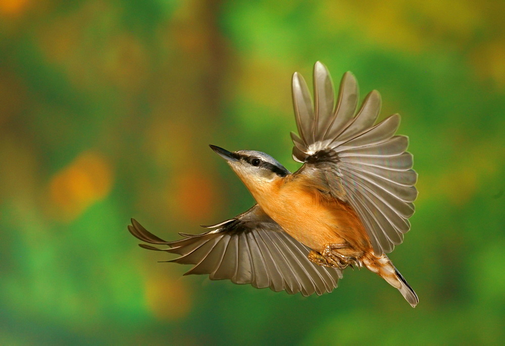 Eurasian nuthatch (Sitta europaea) in flight, Hesse, Germany, Europe