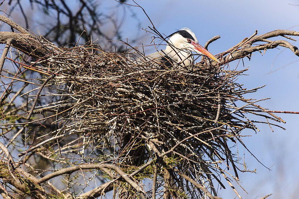 Grey Heron (Ardea cinerea) in nest, Stes Maries de la mer, Camargue, Southern France, France, Europe