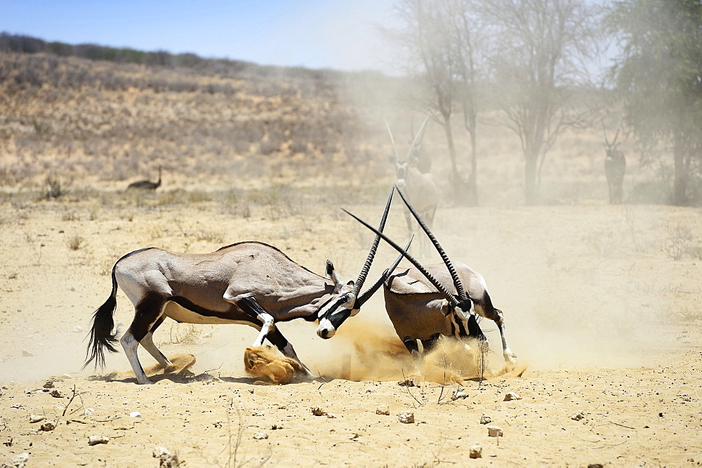 Fighting Gemsboks (Oryx gazella), Kgalagadi Transfrontier Park, North Cape, South Africa, Africa