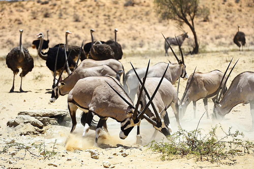 Fighting Gemsboks (Oryx gazella) and ostriches (Struthio camelus), Kgalagadi Transfrontier Park, North Cape, South Africa, Africa