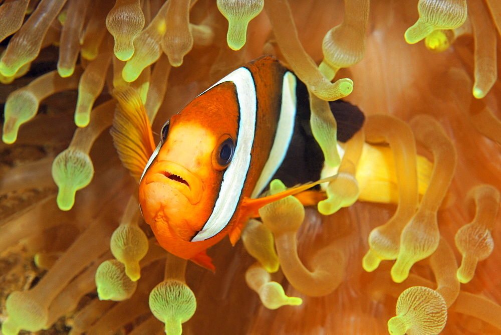 Clarks anemonefish (Amphiprion clarkii) in bladder anemone (Entacmaea quadricolor), Raja Ampat Archipelago, Papua Barat, Western New Guinea, Pacific Ocean, Indonesia, Asia