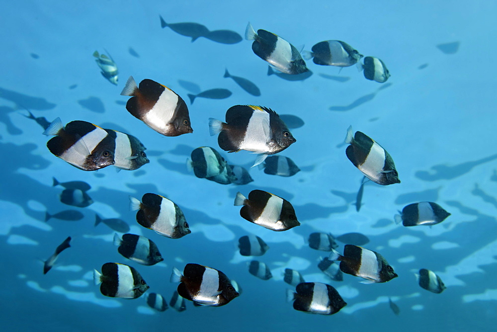 Swarm Brown-and-white butterflyfish (Hemitaurichthys zoster), Indian Ocean, Maldives, Asia