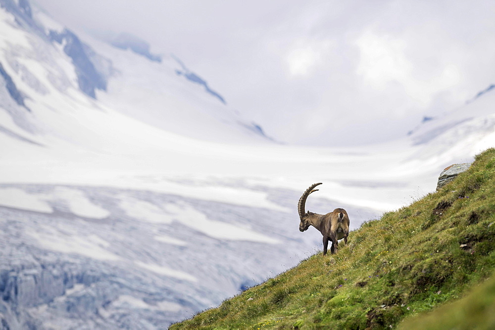 Alpine Ibex (Capra Ibex) in front of glacier, Hohe Tauern National Park, Carinthia, Austria, Europe