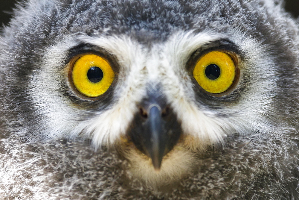 Snowy owl (Nyctea scandiaca) Young bird, chick, portrait, captive