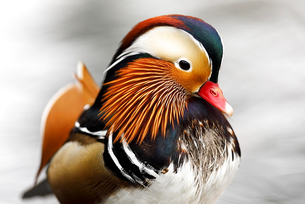 Mandarin duck (Aix galericulata), Germany, Europe