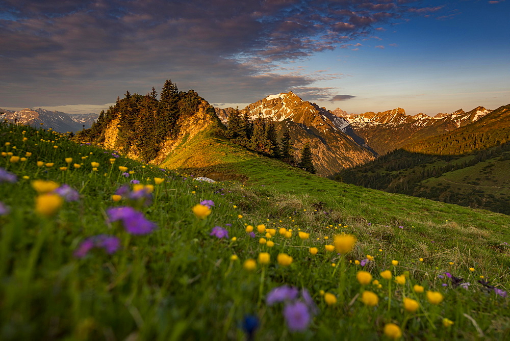 Sunrise behind meadow with Globeflowers (Trollius europaeus) and Allgauer Bergen in the background, Tannheimer Tal, Tyrol, Austria, Europe