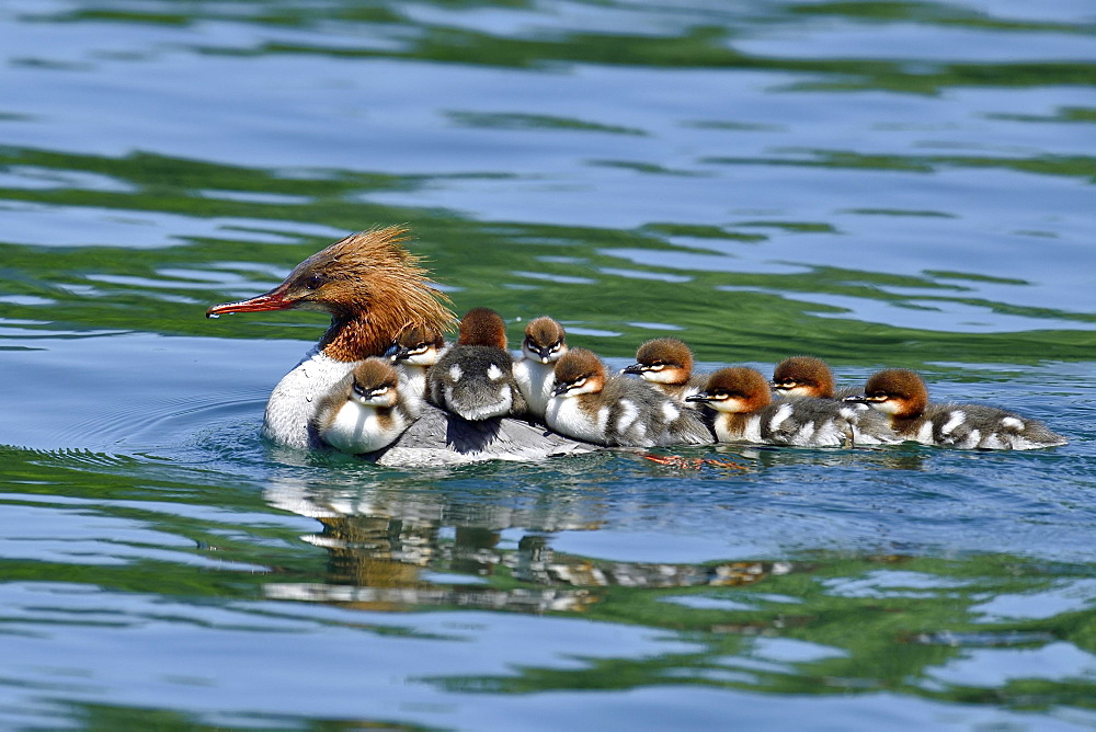 Common merganser (Mergus merganser), swimming female with many chicks on her back, Zugersee, Switzerland, Europe