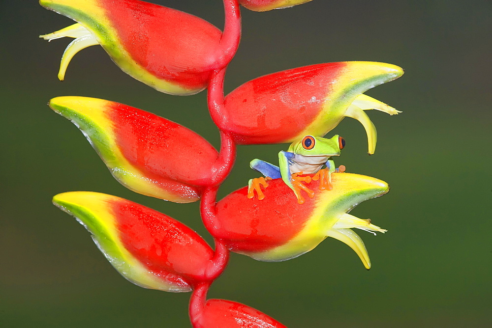 Red-eyed Tree Frog (Agalychnis callydrias) on lobster claw (Heliconia rostrata), Costa Rica, Central America