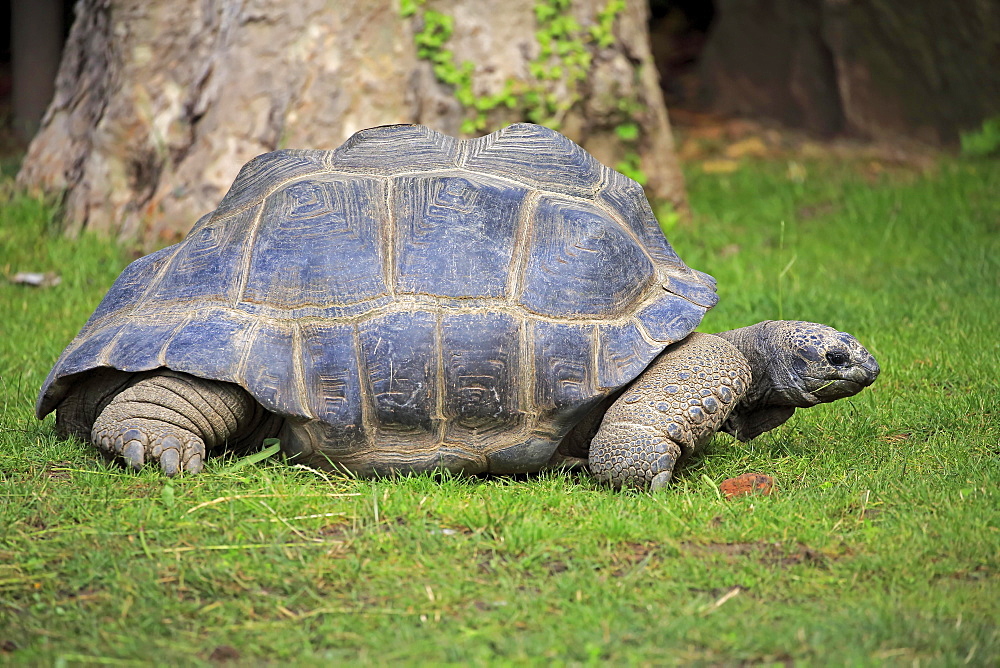 Aldabra Giant Tortoise (Aldabrachelys gigantea), adult, moving, Seychelles, Africa