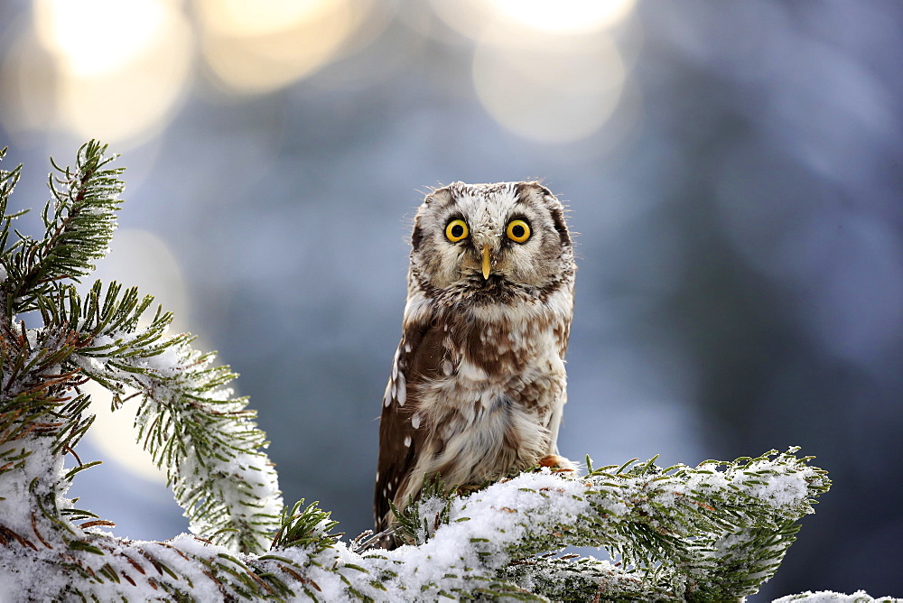 Tengmalm's owl (Aegolius funereus), adult on tree in winter, attentive, Zdarske Vrchy, Bohemian-Moravian Highlands, Czech Republic, Europe