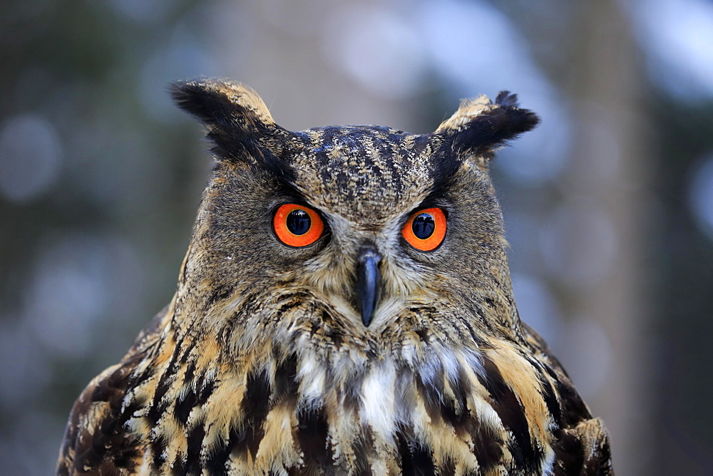 Eurasian eagle-owl (Bubo bubo), adult portrait in winter, Zdarske Vrchy, Bohemian-Moravian Highlands, Czech republic