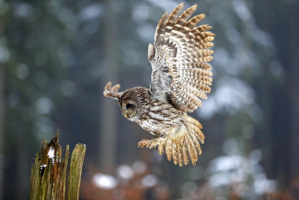 Tawny owl (Strix aluco), adult in winter, landing on lookout, Zdarske Vrchy, Bohemian-Moravian Highlands, Czech Republic, Europe